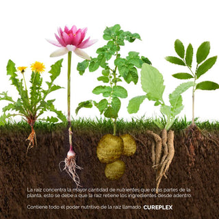 Set Aperire Antiedad de Extracto de Raíces